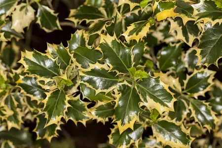 Ilex aquifolium 'Madame Briot' - 80-100 CM RB - image 1