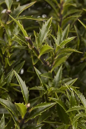 Ilex aquifolium 'Myrtifolia' - 2 Ltr pot - image 3