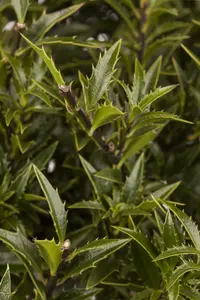 Ilex aquifolium 'Myrtifolia' - 2 Ltr pot - image 3