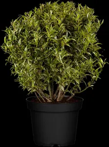 Ilex aquifolium 'Myrtifolia' - 2 Ltr pot - image 4