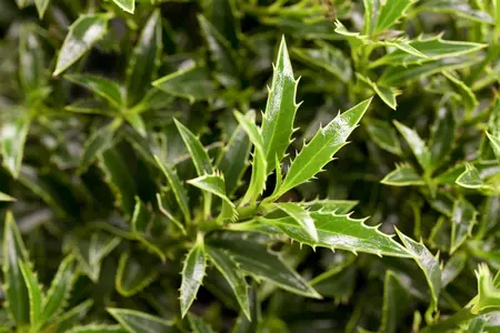 Ilex aquifolium 'Myrtifolia' - 2 Ltr pot - image 2