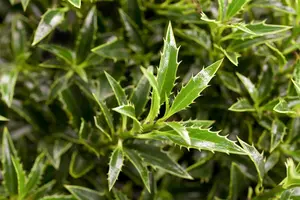 Ilex aquifolium 'Myrtifolia' - 2 Ltr pot - image 2