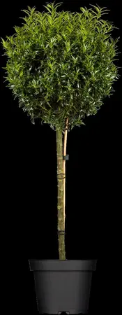 Ilex aquifolium 'Myrtifolia' - 2 Ltr pot - image 1