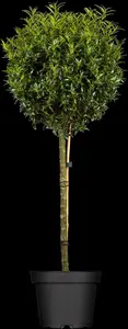 Ilex aquifolium 'Myrtifolia'