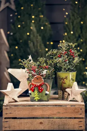 Ilex aquif. 'Nellie R. Stevens' - STD 20-25 CM RB - image 2