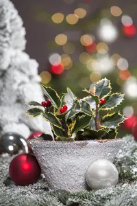 Ilex aquif. 'Nellie R. Stevens' - 3 Ltr pot - image 4