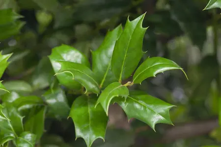 Ilex aquifolium 'Nellie R. Stevens' - P9 - image 1
