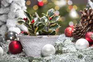 Ilex aquif. 'Nellie R. Stevens' - 3 Ltr pot - image 5