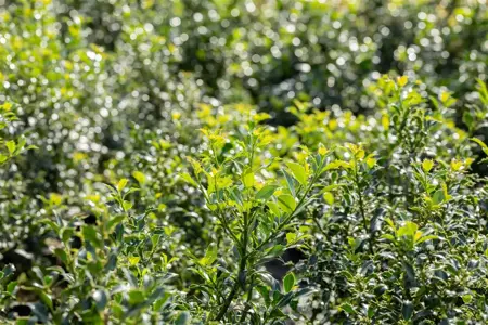 Ilex aquifolium 'Pyramidalis' - 90 CM STEM 7.5 L