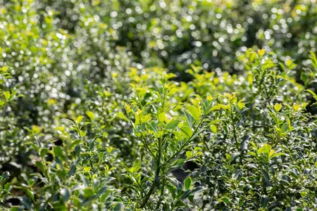 Ilex aquifolium 'Pyramidalis' - 30-40 CM C3