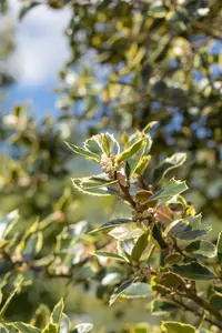 Ilex aquifolium 'Rubricaulis Aurea' - P9 - image 4