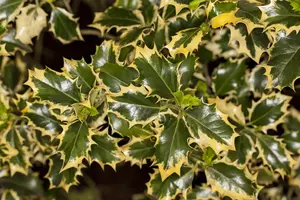 Ilex aquifolium 'Rubricaulis Aurea'