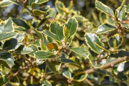 Ilex aquifolium 'Rubricaulis Aurea' - P9 - image 2