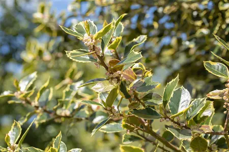 Ilex aquifolium 'Rubricaulis Aurea' - P9 - image 3