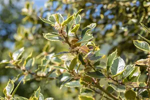 Ilex aquifolium 'Rubricaulis Aurea' - P9 - image 3