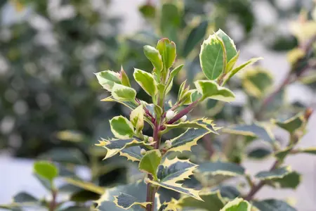 Ilex aquifolium 'Rubricaulis Aurea' - P9 - image 5