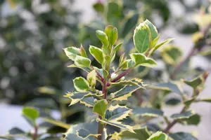 Ilex aquifolium 'Rubricaulis Aurea' - P9 - image 5