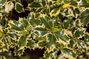 Ilex aquifolium 'Silver Queen'