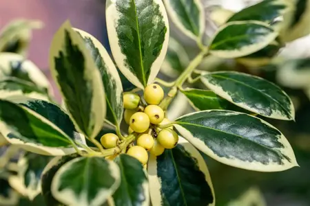 Ilex aquifolium 'Silver van Tol' - 60 CM STEM 7.5L - image 1