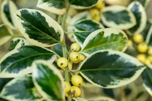 Ilex aquifolium 'Silver van Tol' - 60 CM STEM 7.5L - image 2