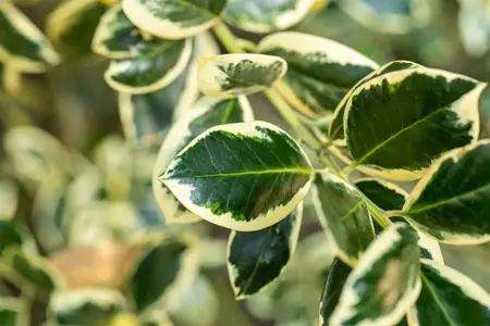 Ilex aquifolium 'Silver van Tol' - 60 CM STEM 7.5L - image 3