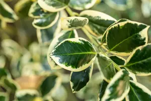 Ilex aquifolium 'Silver van Tol' - 60 CM STEM 7.5L - image 3