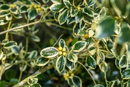 Ilex aquifolium 'Silver van Tol' - 60 CM STEM 7.5L - image 4