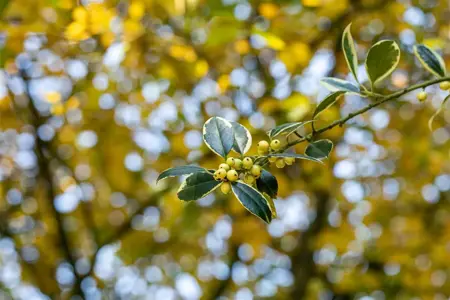 Ilex aquifolium 'Silver van Tol' - 90 CM STEM 7.5 L - image 5