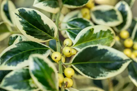 Ilex aquifolium 'Silver van Tol' - 3 Ltr pot - image 2