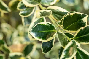 Ilex aquifolium 'Silver van Tol' - 3 Ltr pot - image 3