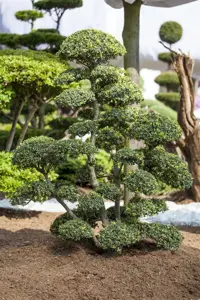 Ilex crenata