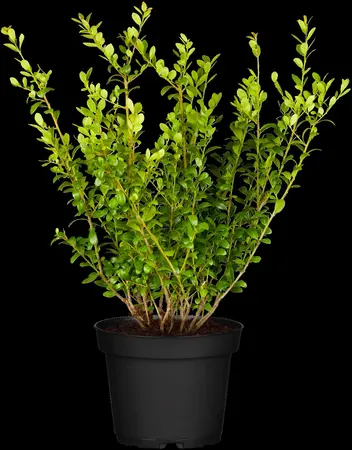 Ilex crenata 'Blondie'? - BONSAI 60-80 CM C50 - image 2