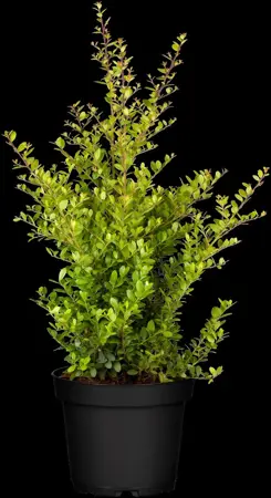 Ilex crenata 'Blondie'? - 200-225 CM RB - image 3