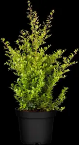 Ilex crenata 'Blondie'? - 200-225 CM RB - image 3