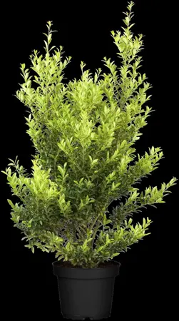 Ilex crenata 'Blondie'? - 200-225 CM RB - image 1