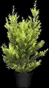Ilex crenata 'Blondie'?