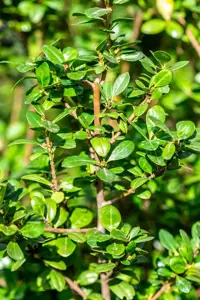 Ilex crenata 'Caroline Upright' - 100-125 CM CONE C25 - image 3