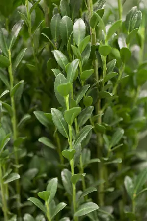 Ilex crenata 'Caroline Upright' - 2 Ltr pot - image 2