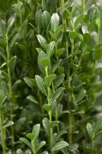 Ilex crenata 'Caroline Upright' - 2 Ltr pot - image 2