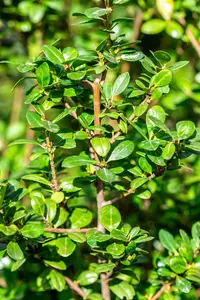 Ilex crenata 'Caroline Upright' - 2 Ltr pot - image 4