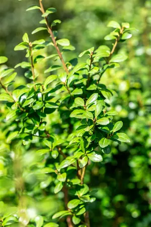 Ilex crenata 'Caroline Upright' - 2 Ltr pot - image 6