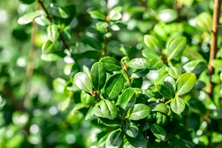 Ilex crenata 'Caroline Upright' - 100-125 CM CONE C25 - image 4