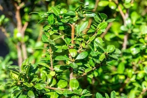 Ilex crenata 'Caroline Upright' - 2 Ltr pot - image 3