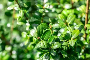 Ilex crenata 'Caroline Upright' - 2 Ltr pot - image 5