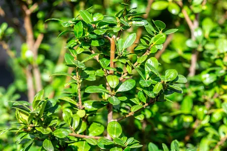 Ilex crenata 'Caroline Upright' - 50 CM BALL C18 - image 2