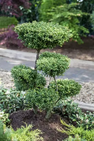 Ilex crenata 'Convexa' - 55 CM BALL C25 - image 2