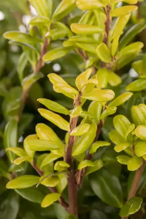 Ilex crenata 'Convexa' - 55 CM BALL C25 - image 3