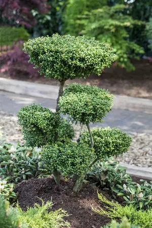 Ilex crenata 'Convexa' - 2 Ltr pot - image 2