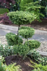 Ilex crenata 'Convexa' - 2 Ltr pot - image 2