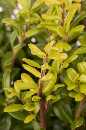 Ilex crenata 'Convexa' - 2 Ltr pot - image 3